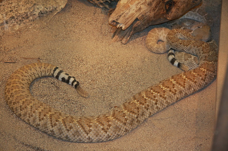 phoenix zoo rattlesnake