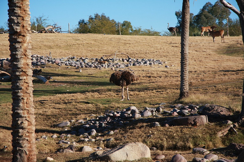 ostrich zoo